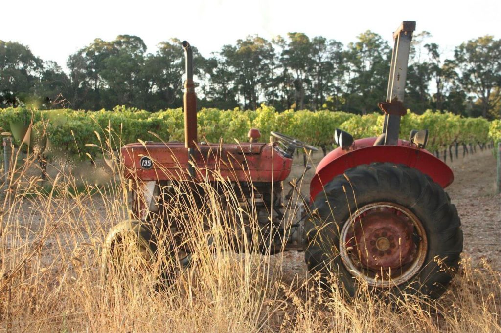 Old Masey Ferguson Tractor In Vineyard