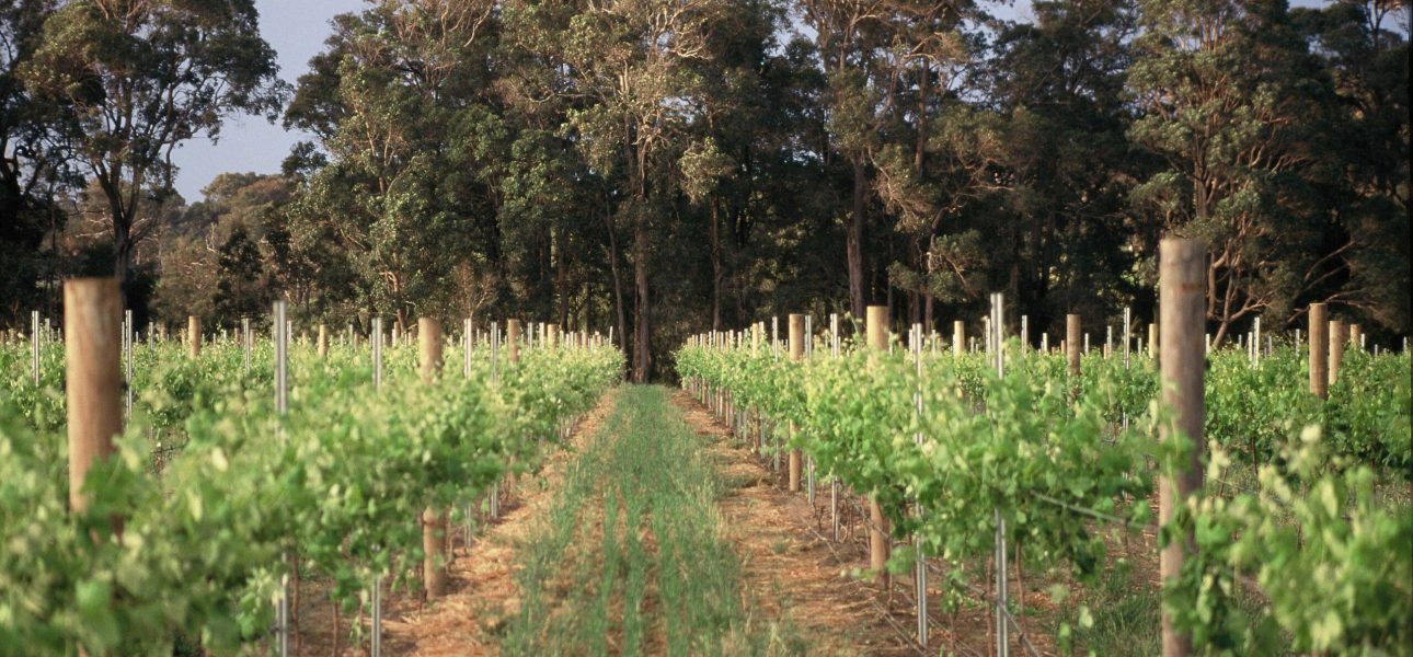 Cape-Grace-Wines-Vineyard-Image-3-Scaled.jpg