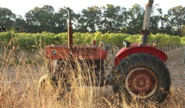 A year in the vineyard