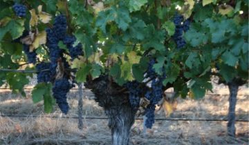 2016 Vintage – That’s a wrap!