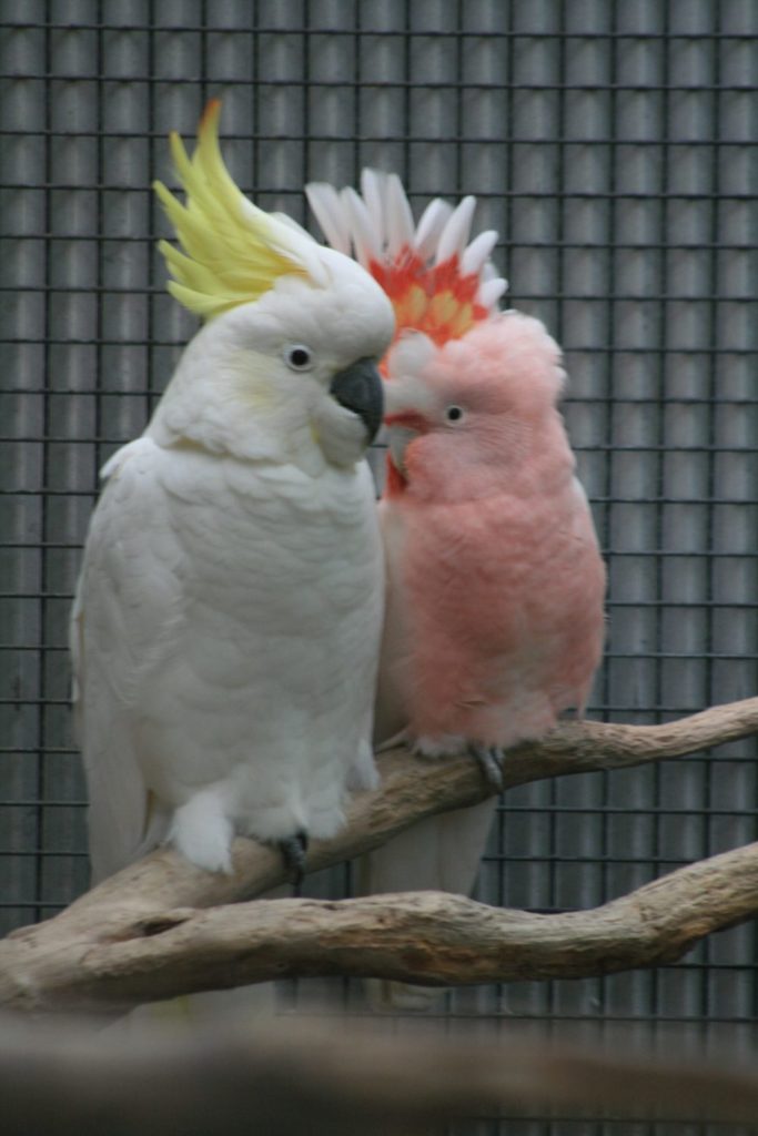 Dust and Mardie the Cockatoos